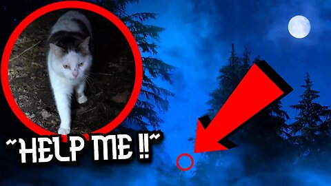 Rescuing Abandoned CAT Left in Haunted Forest | UK Snow Storm