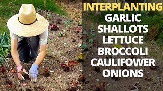 Grow TONS of Vegetables in SMALL Space Garden
