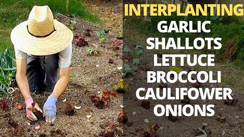 Grow TONS of Vegetables in SMALL Space Garden