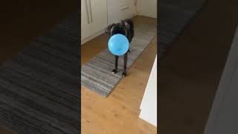 Doggo Plays Keep Away with Balloon