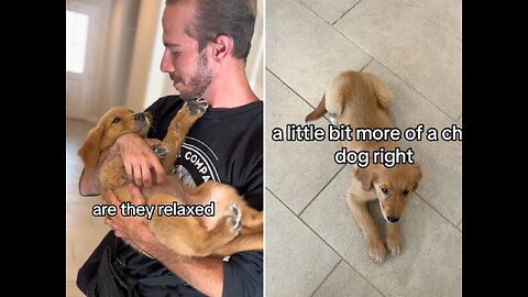 Dog Trainer's '30 Second' Test To Check A Puppy's Temperament Goes Viral