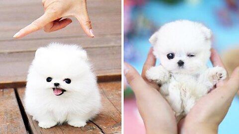 Cutest Puppies #1 😍