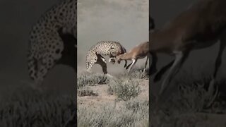 Cheetah takes down Springbuck / Wildlife at its best