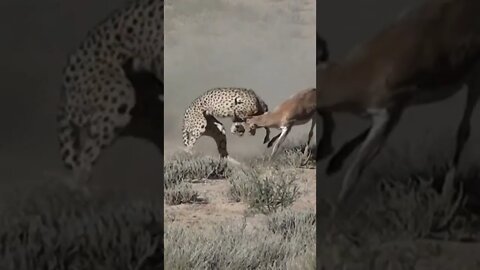 Cheetah takes down Springbuck / Wildlife at its best