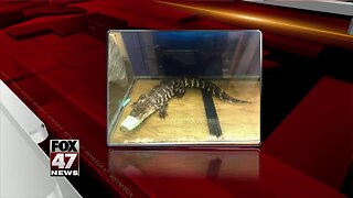 Jackson Animal Shelter finds pet gator