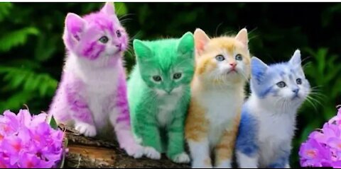 Colourful Cats