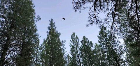 Screaming Crow of Idaho City