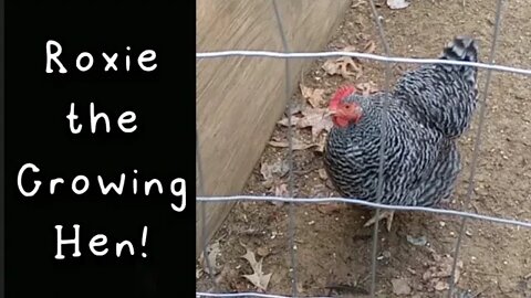 Roxie the Crowing Hen - Ann's Tiny Life and Homestead