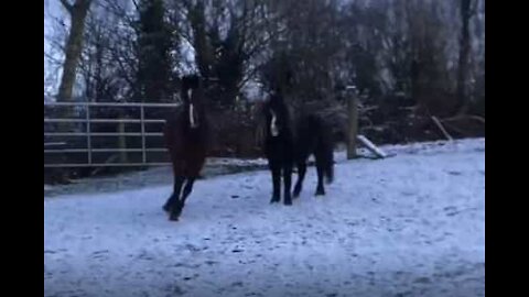 La neige... c'est froid! Ces chevaux en fond l'expérience