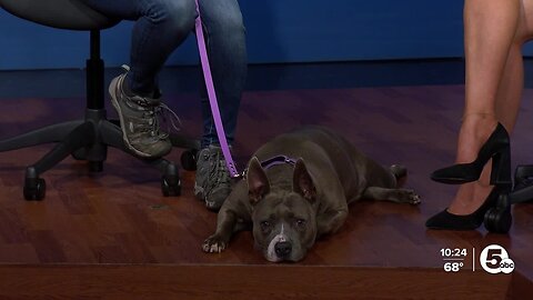 Miss Diva is Cleveland Animal Protective League's Pet of the Week