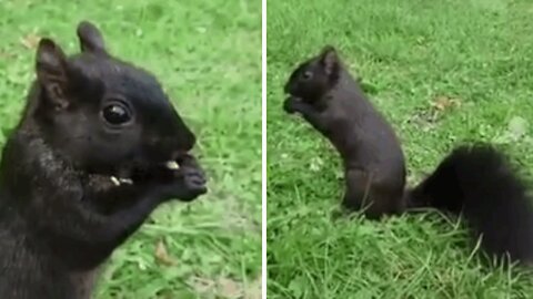 really surprising black squirrel to be able to observe an animal showing an unusual color of its fur