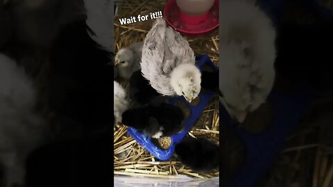 Baby Chicks and WAIT FOR IT!!!