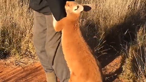 Orphaned Baby Kangaroo Won't Let Go Of His Rescuer