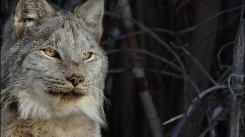 A Wild Canadian Lynx And A Cameraman Develop An Amazing Relationship