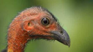 Fowl! brushturkey pinches fries from restaurant table