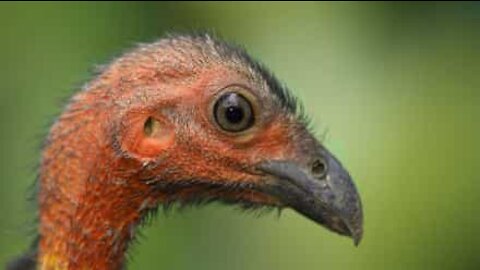 Fowl! brushturkey pinches fries from restaurant table