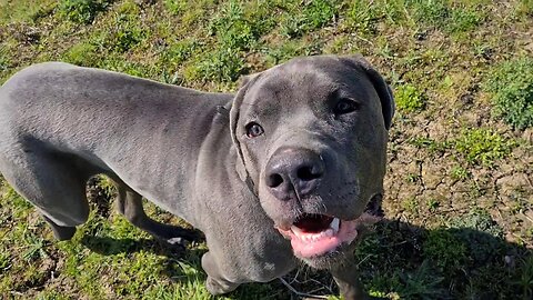 Bruce The Puppy Cane Corso 50 KG 110 Lbs 9.5 Months Old