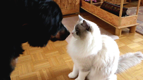 Curious Cat meets big Dog for the first time, falls crazy in love!