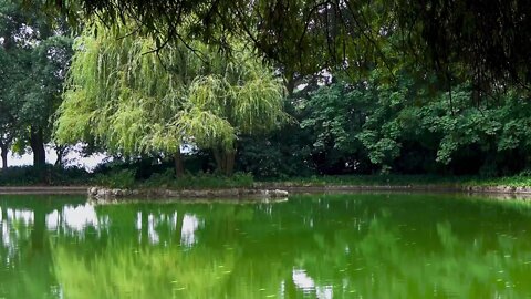 Relaxing sound of gentle rain hitting a calm lake in the park for deep sleep