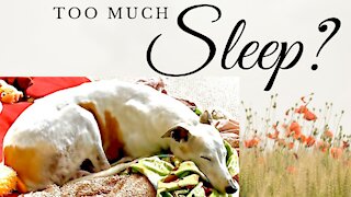 Why Do Greyhounds Sleep so Much?