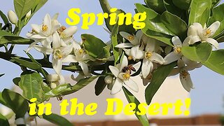 Spring in the Desert (Part 2) | The Desert Farmer Podcast