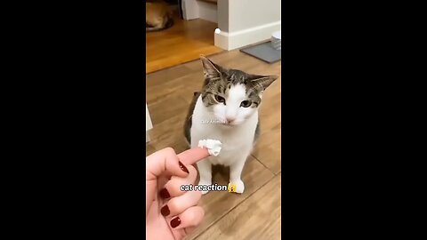 fanny cat video😍😍