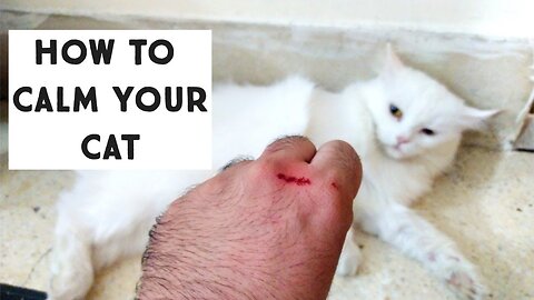 How to Calm your cat : How to Gain the Trust of a Cat