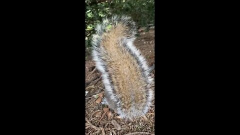 風にゆれるりすのしっぽ＃The tail of a squirrel swaying in the wind#shorts