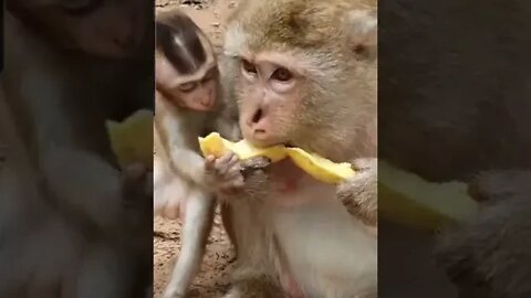 Asmr MUkbang D Monkey mom and child ... Pls Dont Forget to Subscribe. Thx