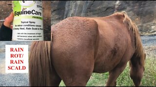 All the horses have rain scald / rain rot after persistent rain and floods