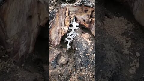 Removing an Aluminum Ant Colony Cast from a Stump #shorts