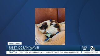 Ocean Wave the cat is up for adoption at the Baltimore Humane Society