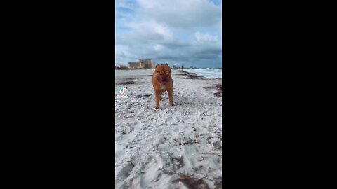 GIANT Pit Bull looking extra cool with shades on his beach walk! 🕶🦁