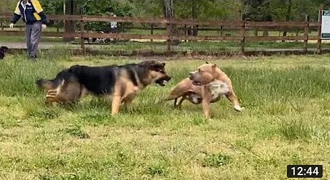 German Shepherd Attacks Pitbull