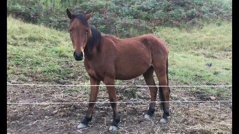 Our little brumby boy escapes and is with the oldies. I'm slowing repairing our electric fencing