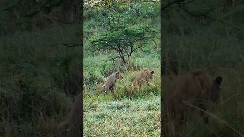Playtime For Lion Cubs! #Wildlife | #ShortsAfrica