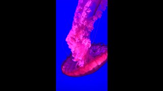 Mesmerizing Jellyfish