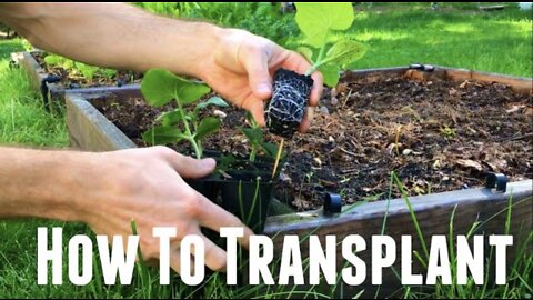 How To Transplant Seedlings Into Garden - 6 Key Steps and Mistakes to Avoid