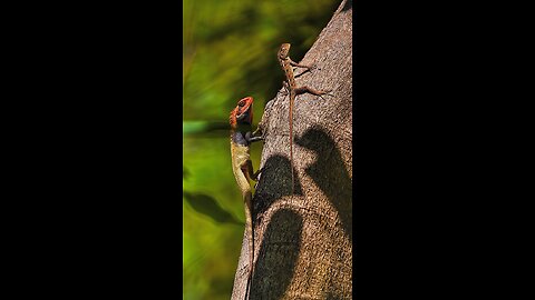 Oriental garden lizard