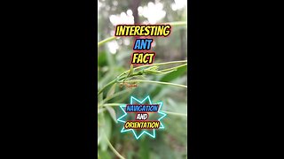 Interesting Ant Fact | Navigation and Orientation #ant #insects #anting #insects #insectsworld