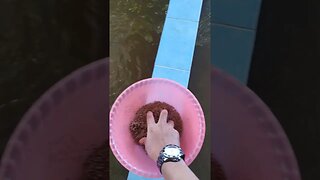 BUDIDAYA LELE 500 EKOR UKUR 10-12 COCOK BUAT PEMULA UNTUK BLAJARAN ATAU EXPERIMEN..#shortvideo #lele