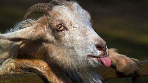 Best Funny Goat