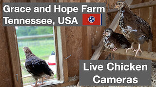 Live Chicken Cameras from Grace and Hope Farm in Tennessee | Enjoy the Music and Relax