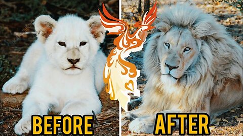 Before & After Animals Growing Up| Baby Animals to Adult Animals| Incredible Transformations| PART 2