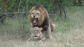 WILDlife: Lions Busy Pairing