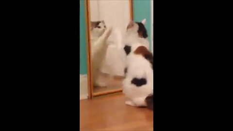 Cats vs mirror