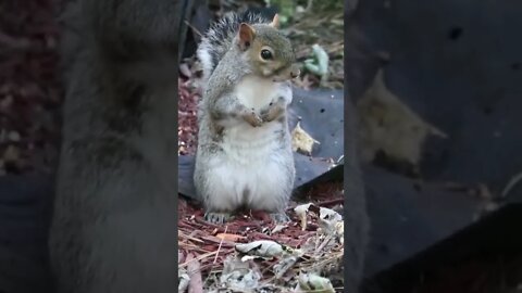 Cute Squirrel Up close and personal