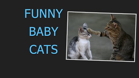Laugh your heart out with these Funny Baby Cats: Cute Kittens Compilation