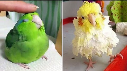 Smart And Funny Parrots Parrot Talking Videos