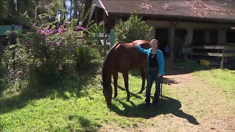 Off to greener pastures: Odessa facility hosts retired racing horses